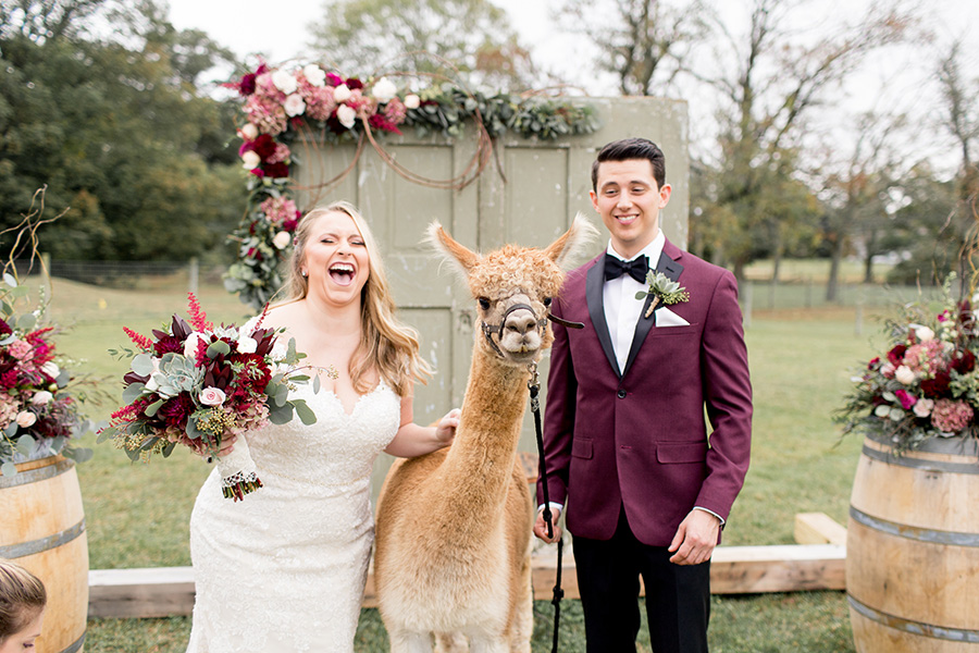 bride and groom laugh while posing with alpaca
