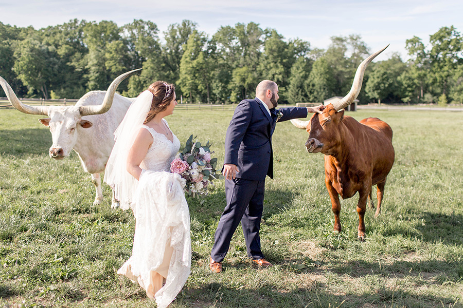 wedding portraits with longhorn cattle